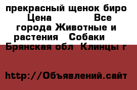 прекрасный щенок биро › Цена ­ 20 000 - Все города Животные и растения » Собаки   . Брянская обл.,Клинцы г.